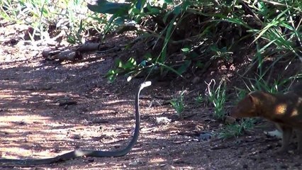 The Black mamba Vs. The Mongoose - Nature's Greatest Counter Striker