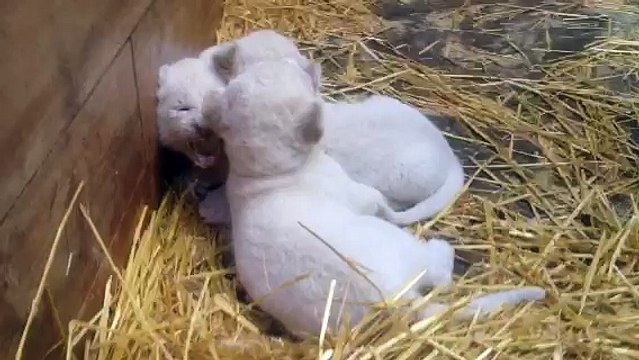 Lionceaux au zoo d'Amnéville