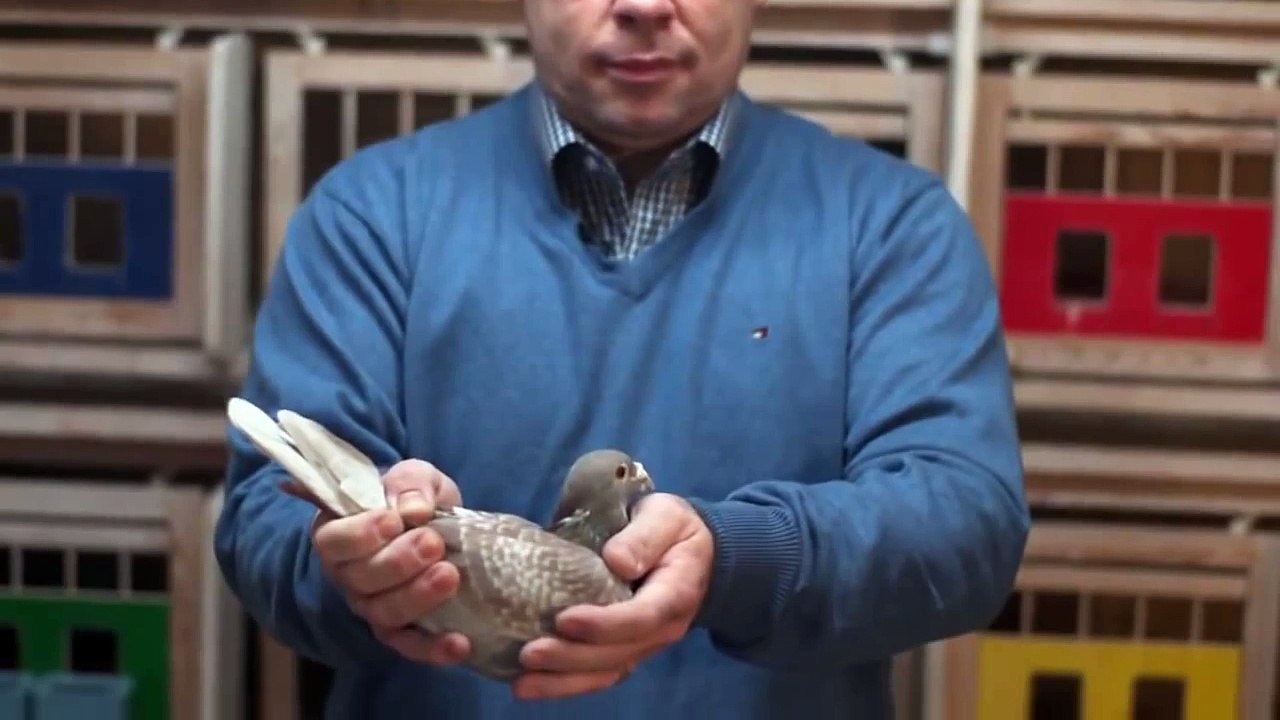 Marcel Sangers Racing Pigeons Duiven FAST AS LIGHTNING Eefde Presentation