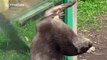 Otter 'juggles' stone to show off to zoo visitors