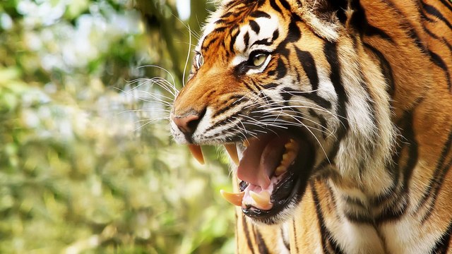 A tigris
