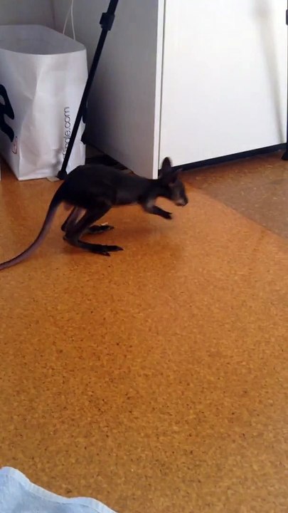 Un bébé kangourou fait ses premiers pas devant la caméra
