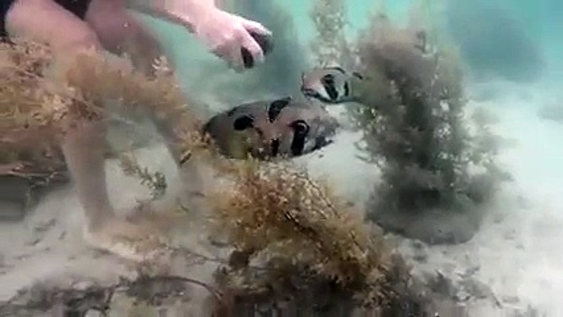 When a snorkeler rescued this helpless porcupine fish, he didn't expect to see this right by th
