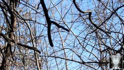 UFO Sounds Heard In Albrightsville, Pennsylvania