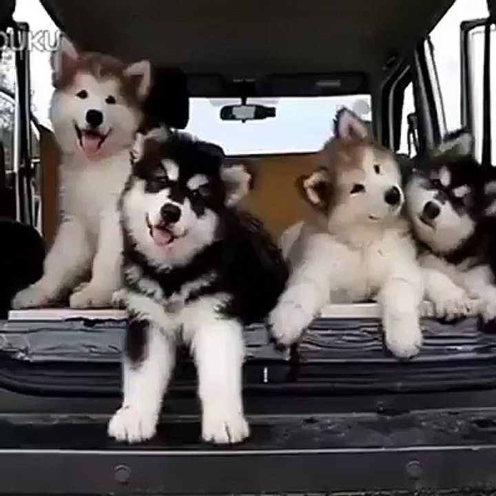 Funny Videos