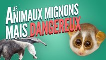 Top 8 des animaux mignons mais dangereux
