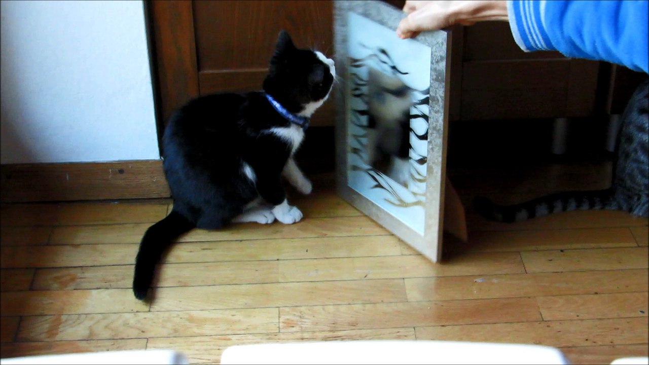 Funny Kittens vs Mirror