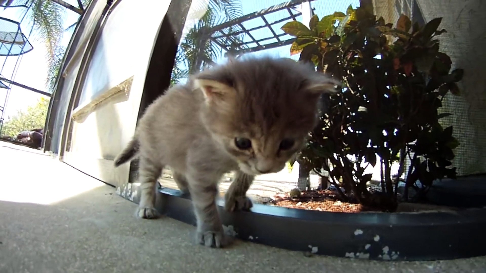 ⁣Rescue Dog Helps Take Care of Foster Kitten