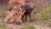 Most Amazing Wild Animal Attacks - Lion Vs Buffalo - crocodile vs deer - crocodile vs zebra