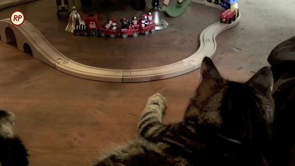 Kitten loves to play with toy train