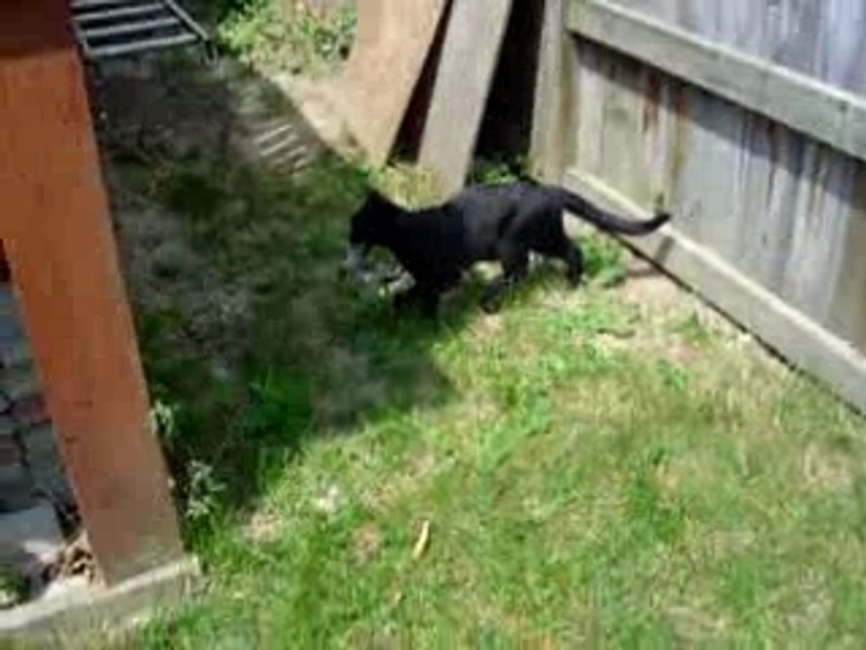 Kim vs Giant Mouse