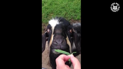 Pets Trying Their Best || Funny Pet Compilation