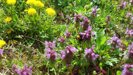 Stunning 4K Nature Video 🌿