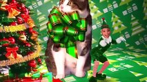 Cats! (Elf Yourself video with Pentatonix)