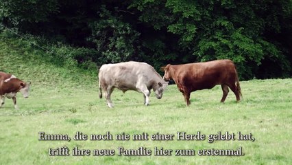 Una Mucca E' Convinta Di Andare Al Macello. E' Così Spaventata Che Inizia a Piangere, Ma Poi...