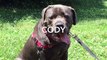 Meet Cody a Cane Corso currently available for adoption at Petango.com! 6/23/2015 3:26:19 PM