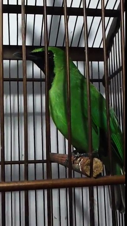 cucak ijo nakula 2 Farlon