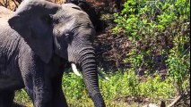 Crocodile Attacks Elephant at Watering Hole