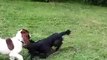 Bravo Working Dog Rescue Spaniels
