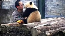 Panda bacia l uomo che lo ha salvato da piccolo
