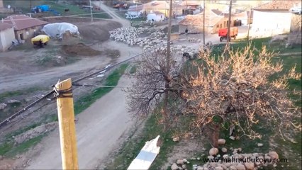 03-04-2016 Koy Cekimi - Koyunlar