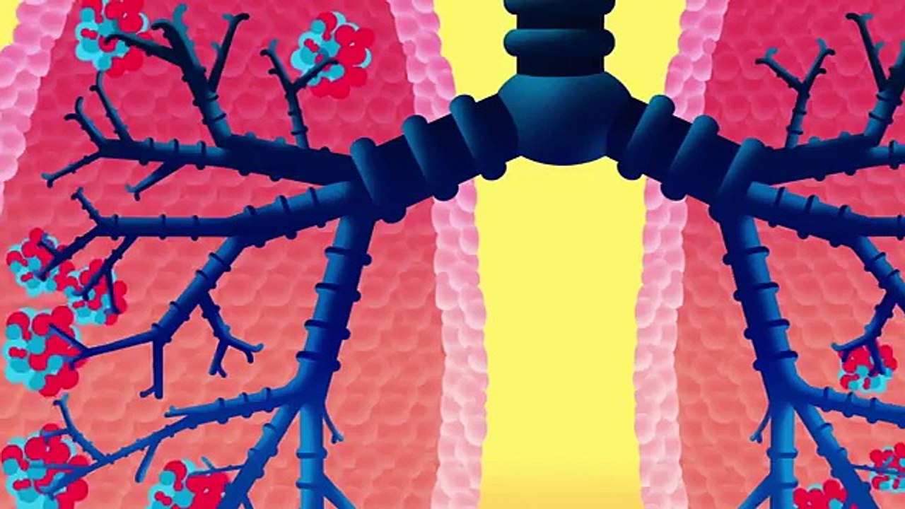 Body Songs   When You Breathe (Lungs)  by Hello Channel