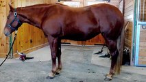 Gins Slow Hickory   2005 AQHA Registered Mare