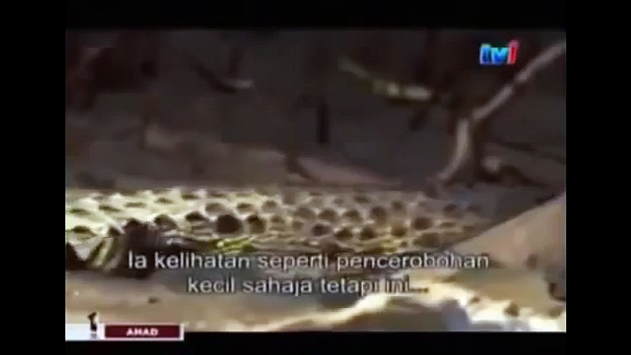 THE KING CROCODILE ATTACKS 13