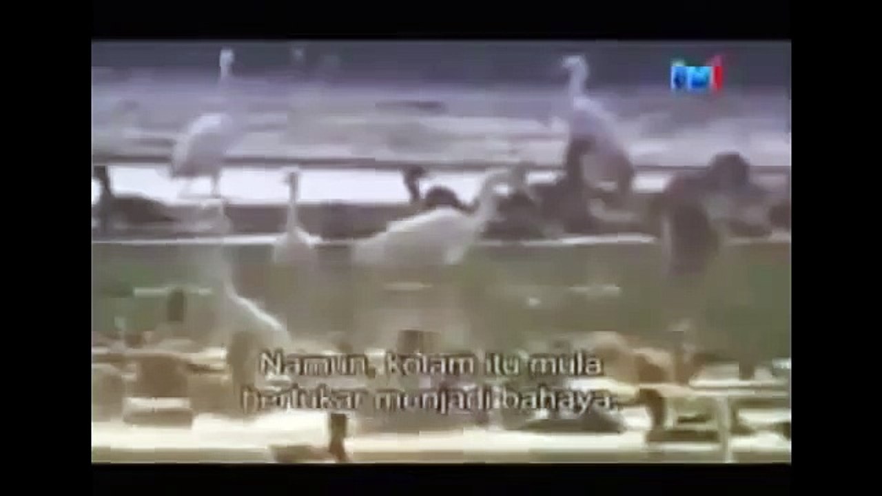 THE KING CROCODILE ATTACKS 26