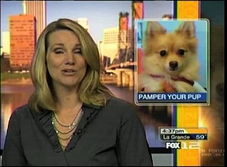 Good Day Oregon, Live at Sniff Dog Hotel, KPTV, Afternoon Recap