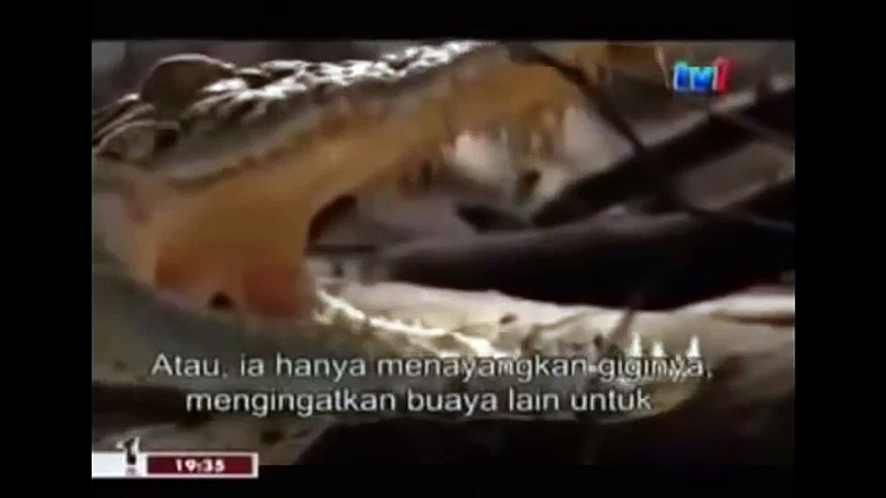 THE KING CROCODILE ATTACKS 43