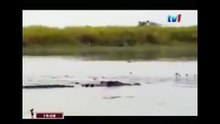 THE KING CROCODILE ATTACKS 74
