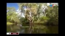 THE KING CROCODILE ATTACKS 75