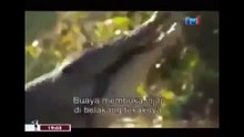 THE KING CROCODILE ATTACKS 79