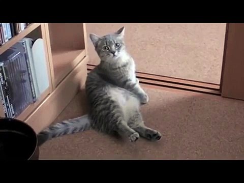 Как такому не дать. Смешные приколы кошки
