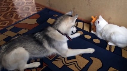 Отдай мою игрушку. Смешные приколы кошки собаки