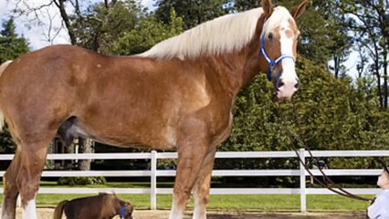 5 of the World's Biggest Animals - 5 من اكبر الحيوانات في العالم