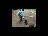 yorkie pomeranian rescue dog agility weave gamble