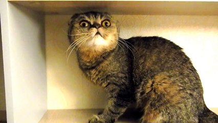 Шаг 1 повесить полку Шаг 2 посадить на полку кошку  Exotic Evil Funny Cat [breed Foldex]