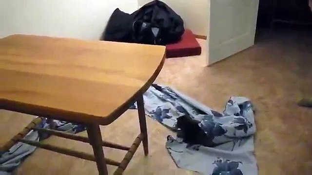 Экзотическая кошка и бесы Exotic Evil Funny Cat [breed Foldex]