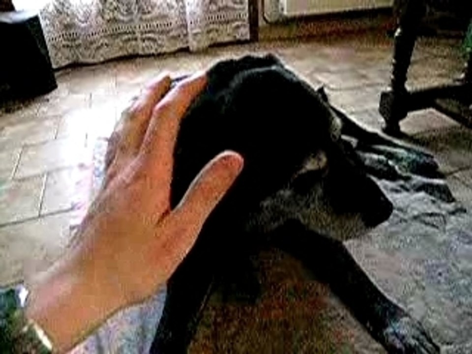 Ginkgo, vieux pépère bien agile