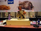Miu Miu in cat show - Ring 7