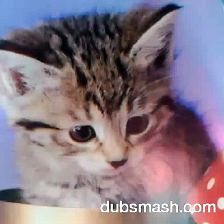 Hi im Peppa Pig... this is my little brother... JOHN CENA