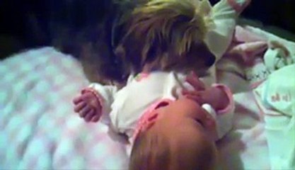 Funny Animal Protecting Baby Videos