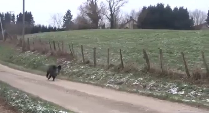 Des poneys défendent un couple attaqué par un sanglier