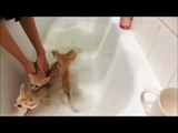 Лисы ушастики любят ванну с пеной • Приколы с Животными