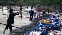 Tonlarca Balık Yakalama Yöntemi