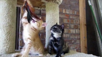 Kitten Falls Asleep Standing Up