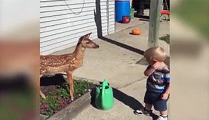 Little Boy Befriends a Baby Deer