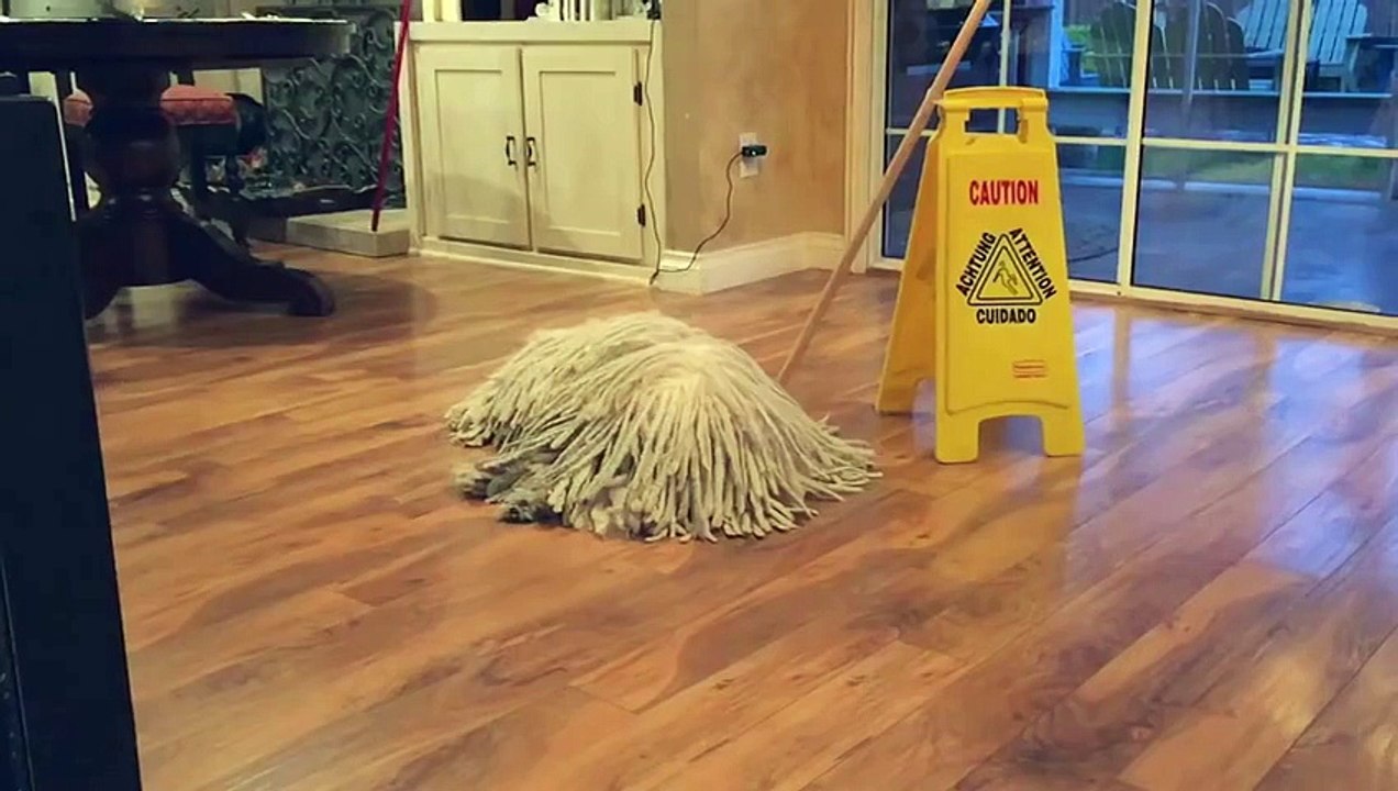 Mop Dog